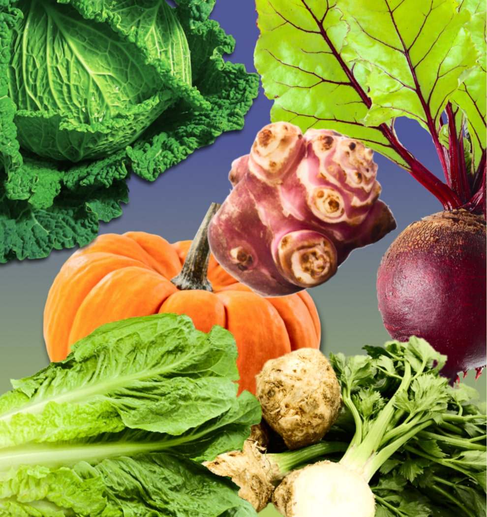 Collage d'images de végétaux de l'hiver